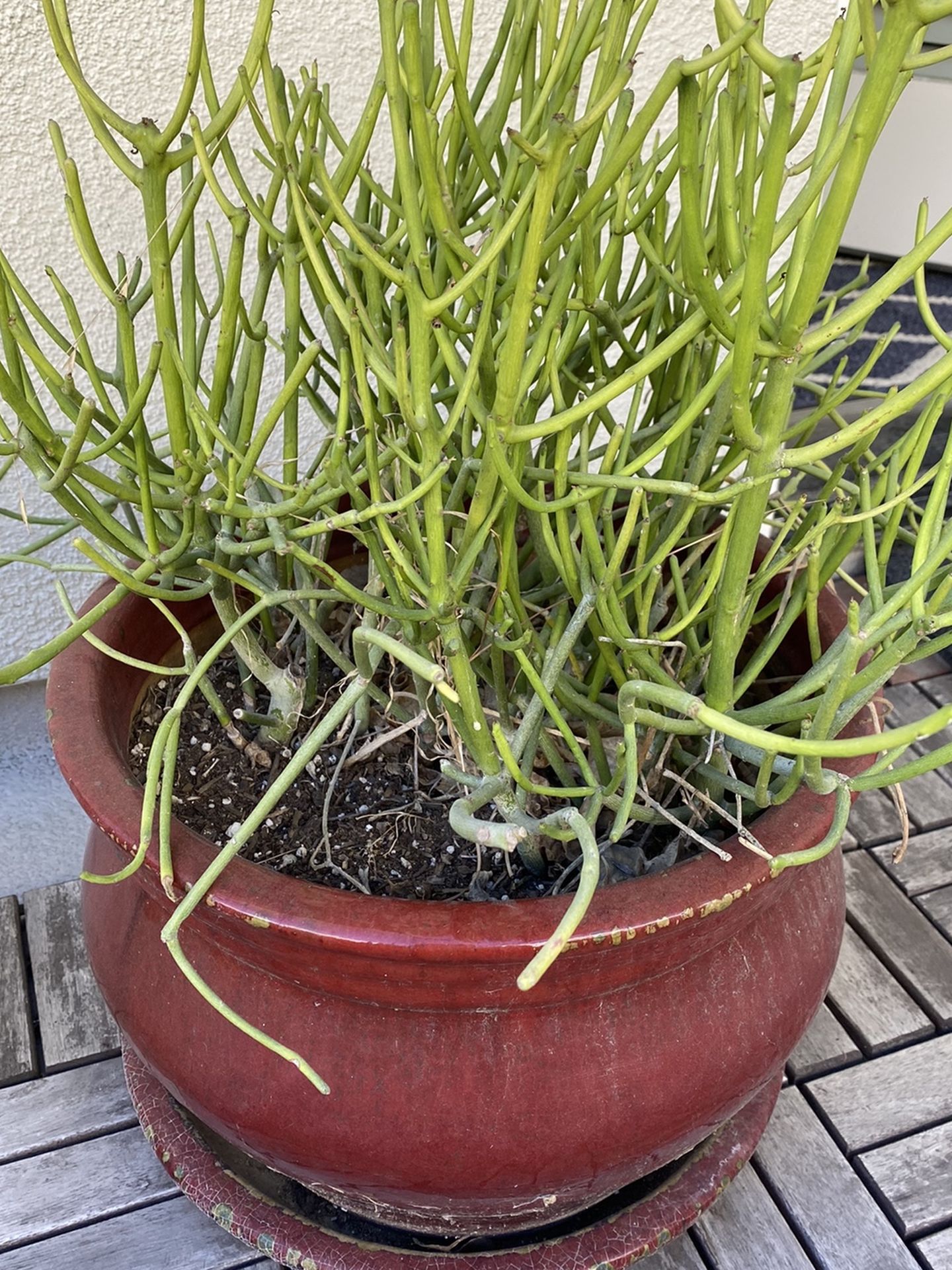 Succulent In Red Pot On Saucer