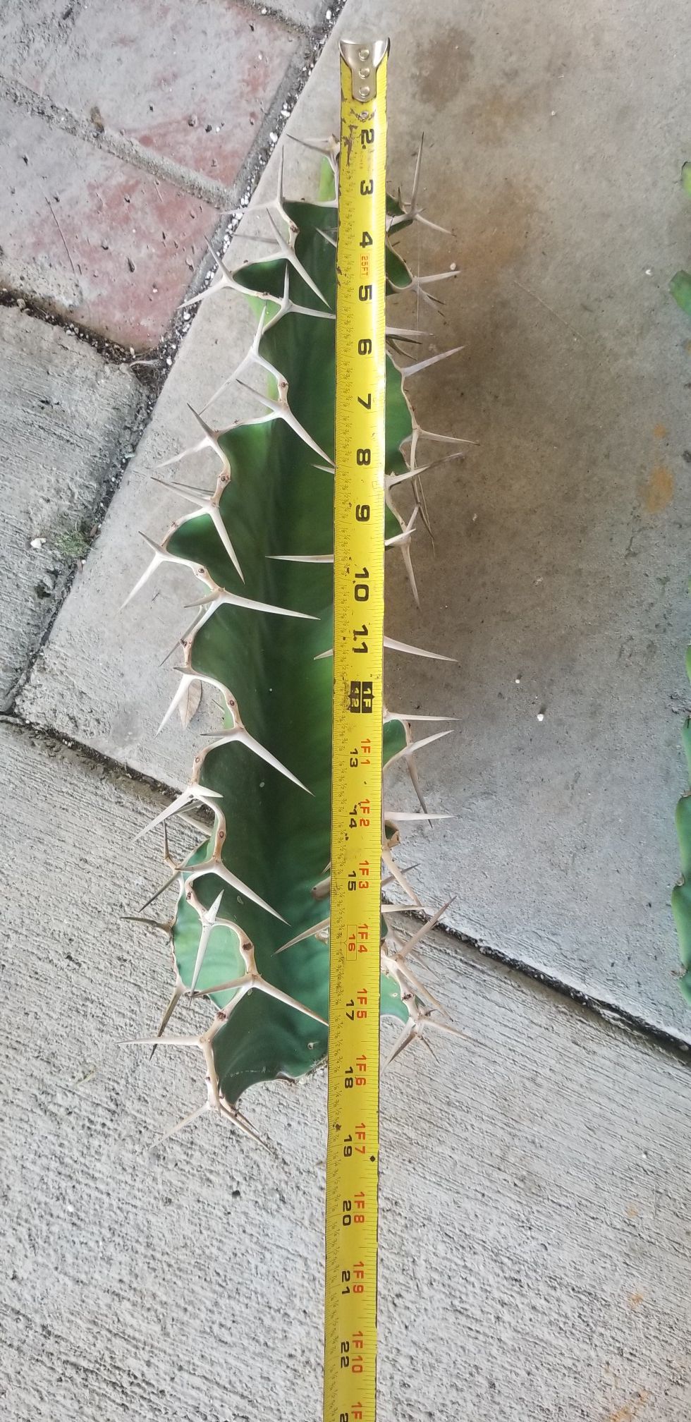 Zig zag and Peruvian apple cactus
