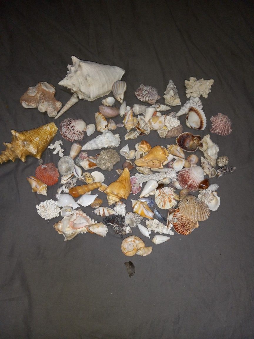 Assorted Shells And Coral