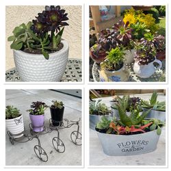 Beautifully Potted Succulents 