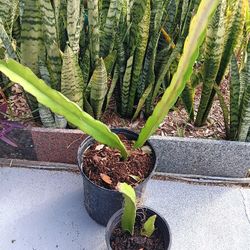 A Pair Of Dragon Fruit Pink Flesh