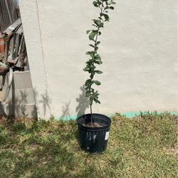  Arbol  De Encino $15.00 