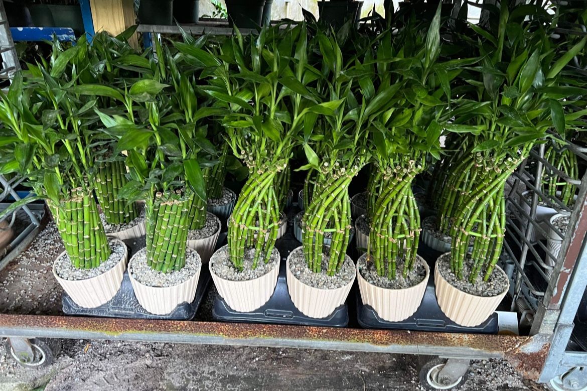 HOME PLANTS- SPECIAL PRICE LUCKY BAMBOO