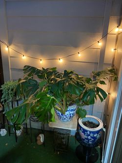 Monstera