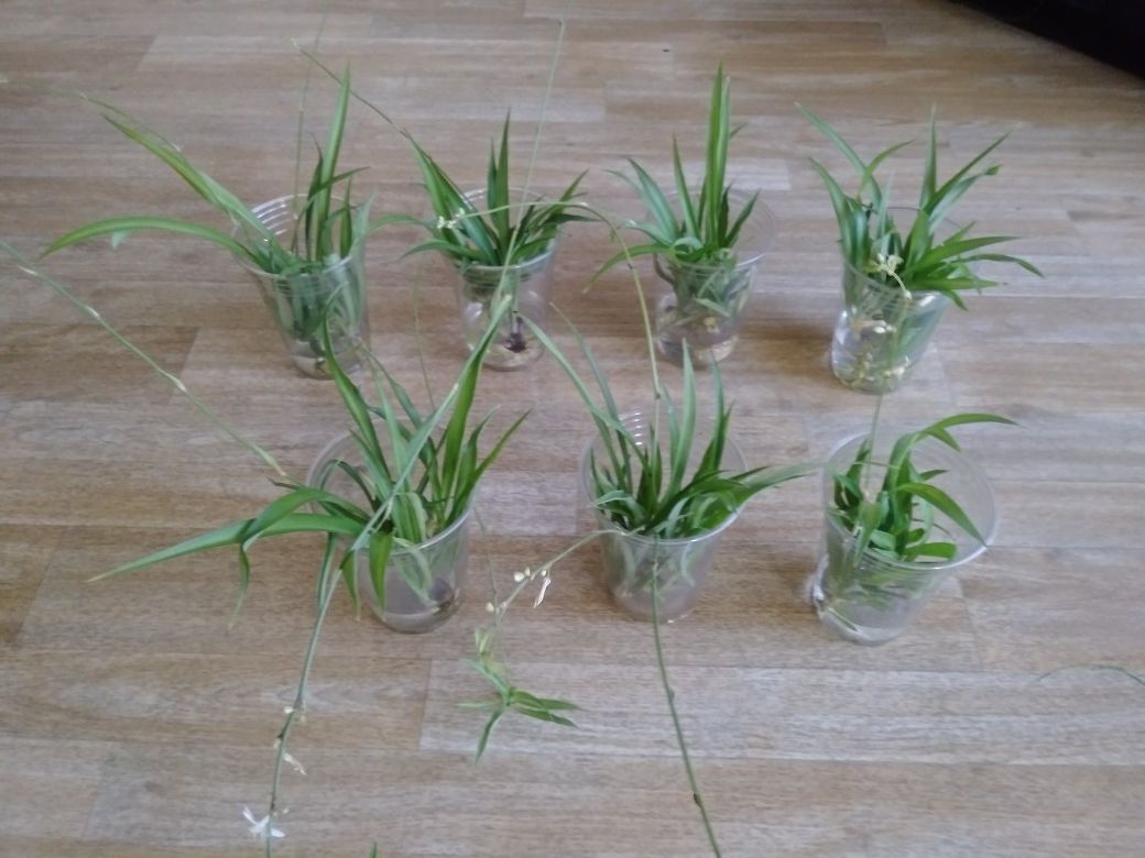 Spider Plants in Water