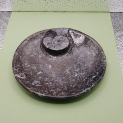 Orthoceras Ammounit Bowl 