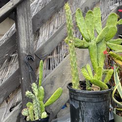 Plants / Cactus $40 Bundle Deal 