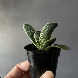 ✨ Gasteria | Ox Tounge ✨