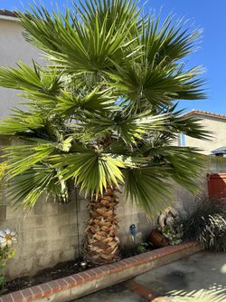 FREE palm Tree