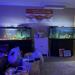 Two 55 Gal Fish Tanks With Stands Whole Setup 