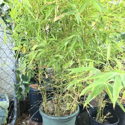 Bamboo