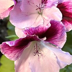 Regal Geranium “Elegance Rose Bicolor”, Pelargonium Plant.