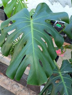 Monstera Deliciosa Live Plant