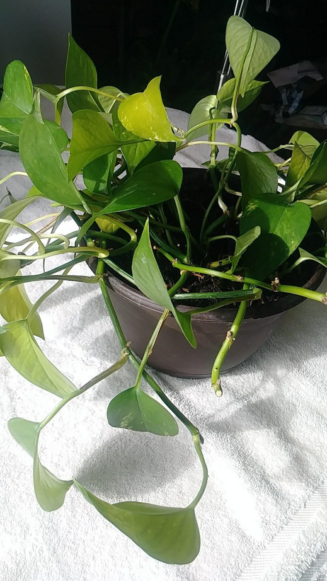 BEAUTIFUL HEALTHY HOUSE PLANT