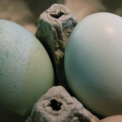 Fertile Ameraucana Eggs