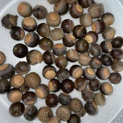  Acorns 