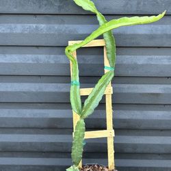 Dragon Fruit Cuttings 