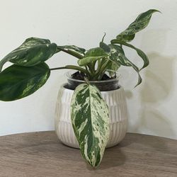 Philodendron Emerald King