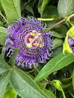 Passion fruit plant