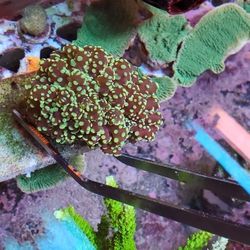 Zoas And Much More At The Lowest Price 