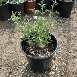 Verbena lilacina 'Paseo Rancho'