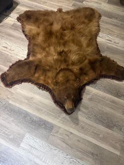 Beautiful Brown Bear Rug Taxidermy