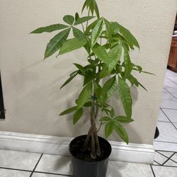 Money Tree 3 Feet