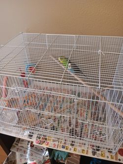 Parakeets for sale