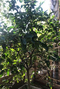 Lemon lime tree