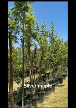 Silver maple trees on sale