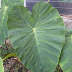 Elephant ears tropical plant. Plants are small Or Medium size These are outdoor annuals. Small $7 or Medium $9 