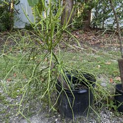 Pencil Cactus Trees Various Sizes 