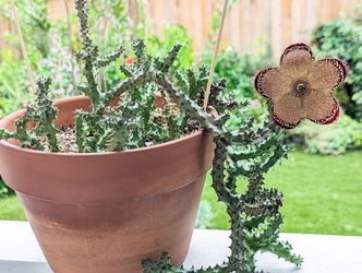 Edithcolea grandis ‘Persian Carpet Flower’ – rare find!