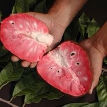 Fernández Reticulata AKA Custard Apple Fruit Tree