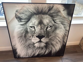 Feline Canvas & Framed Pictures