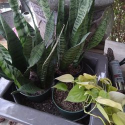 Sanseveria 