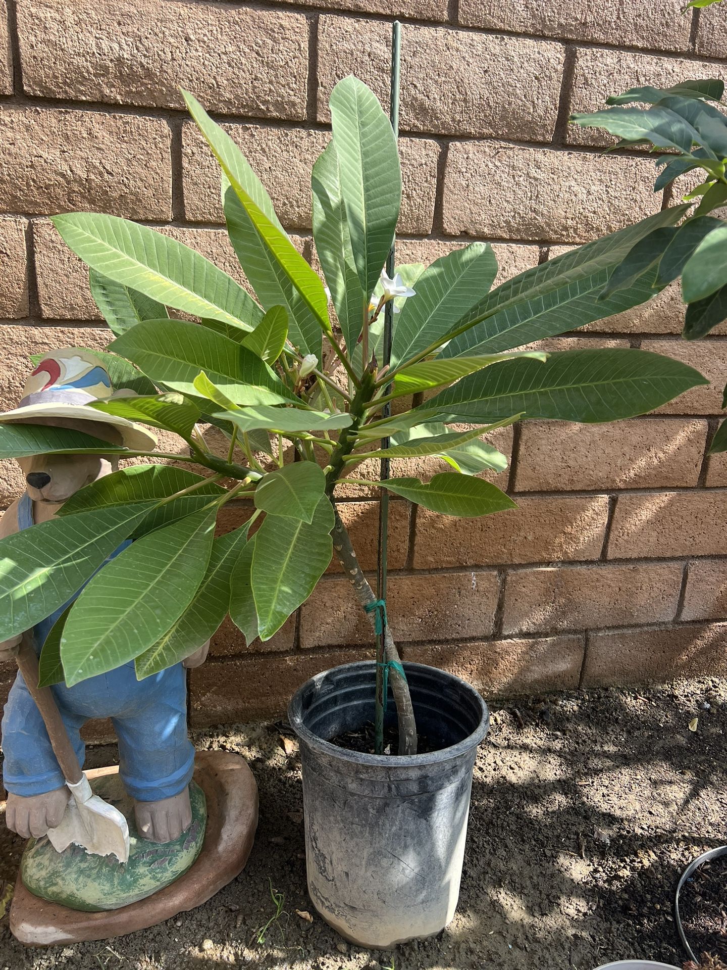 Very Nice Plumeria Plant Only $15