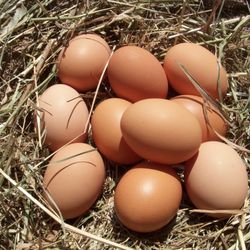 Chicken  Eggs