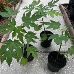 Papaya Plants 🌳