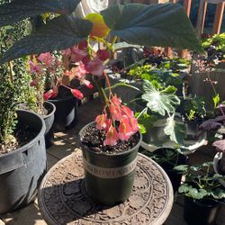 Flowering begonia house plant