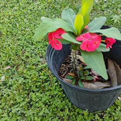 Crown Of Thorns Corona De Espinas Plant 