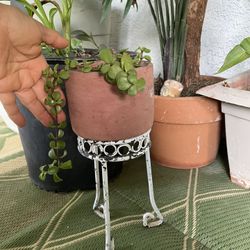 Jade Plant ((elephant Bush Plant) For $5