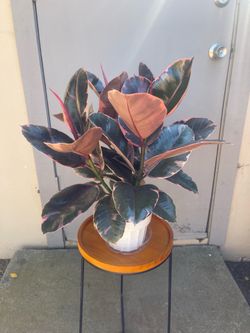 Ficus Elastica Ruby Rubber Plant 6” Pot