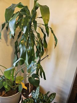 Corn Plant