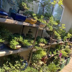 Bonsai Plants For Sale Starting Price $30 And Up
