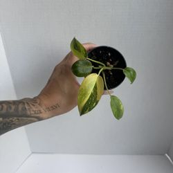 Philodendron Nuclear 