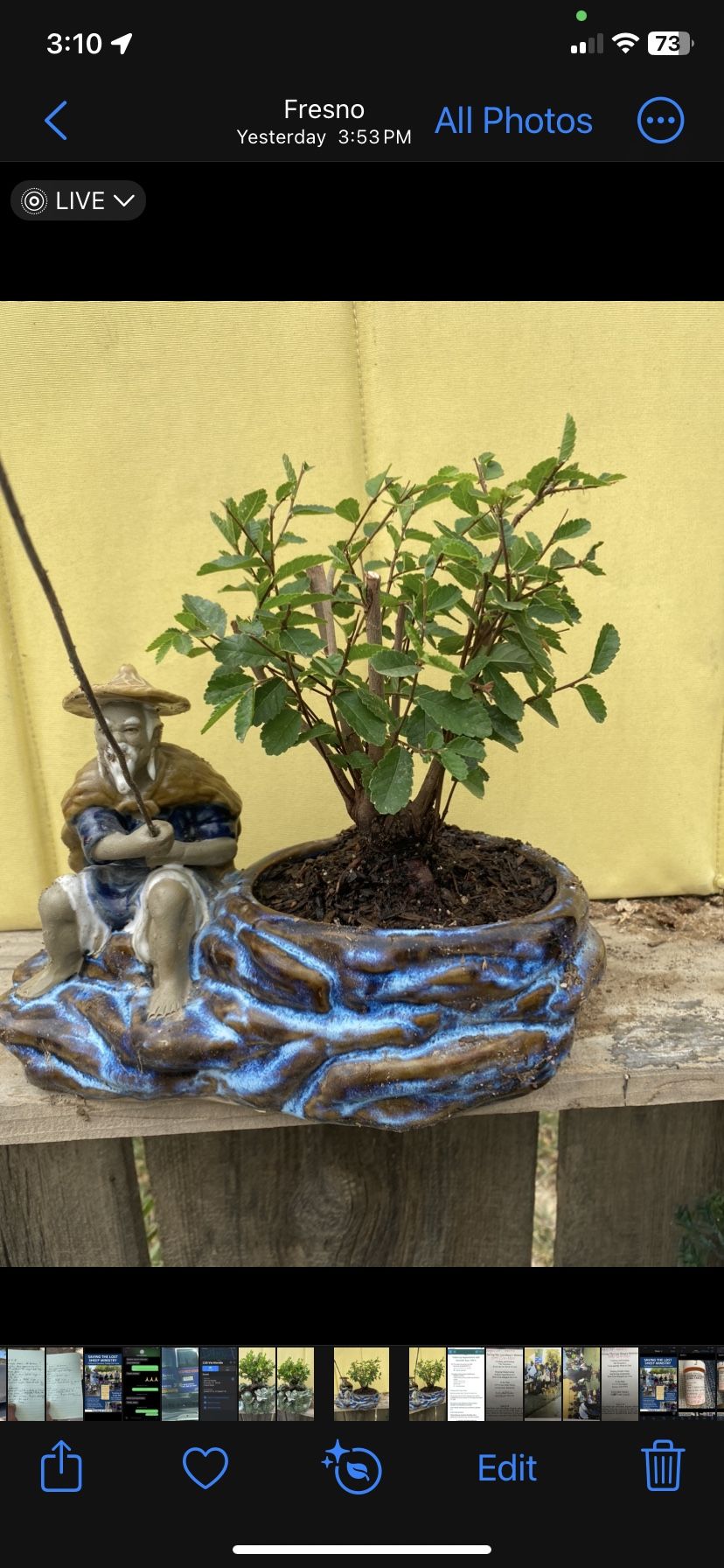 Bonsai Chinese Elm In A Beautiful Pot $80,All Products : American Fashion Style Bags On Sale