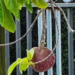 Chirimoya And Yellow Ciruela Plants For Sale 