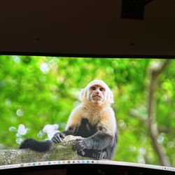 Samsung Monitor Adjustable 27 Inch 75hz Comes With HDMI Cord