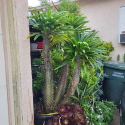 Triple Madagascar Palm 🌴 